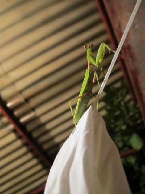 Фото насекомых (не из журнала)