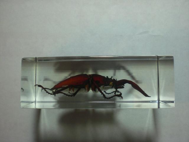 Насекомые в Акриле НЕ из Журнала