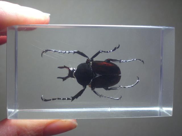 Насекомые №7 Формосская Бронзовка (Dicronocephalus) фото, обсуждение