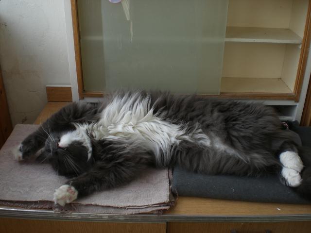 Наши домашние питомцы