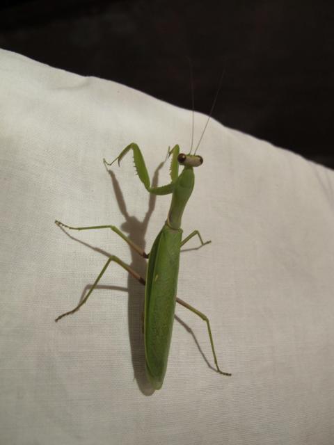 Фото насекомых (не из журнала)