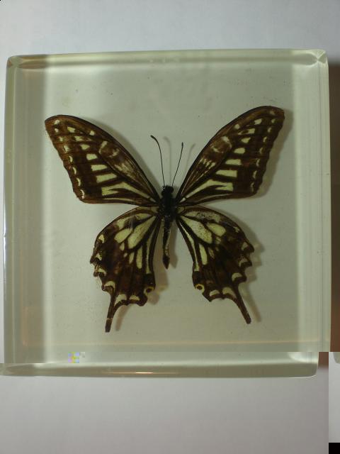 Насекомые в Акриле НЕ из Журнала