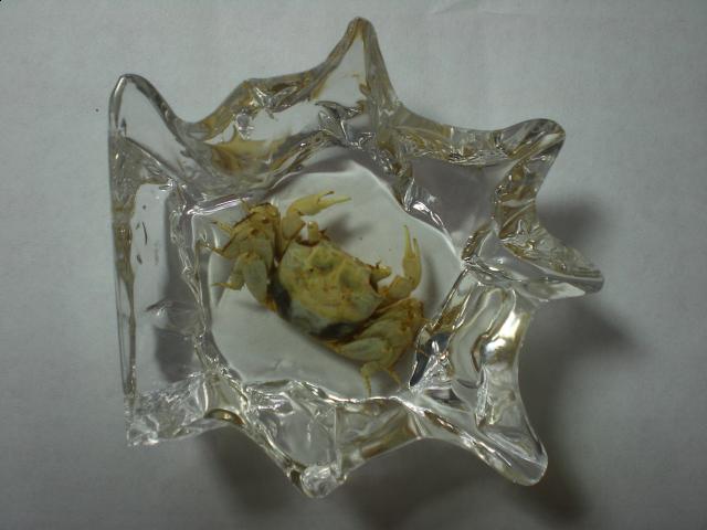 Насекомые в Акриле НЕ из Журнала