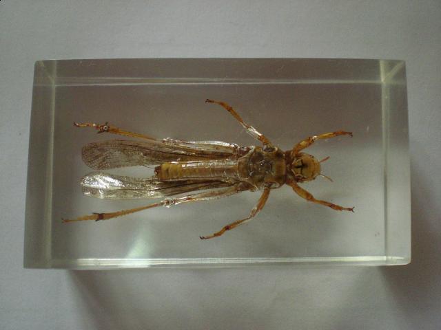 Насекомые №6 Перелетная саранча (Locusta migratoria) фото, обсуждение