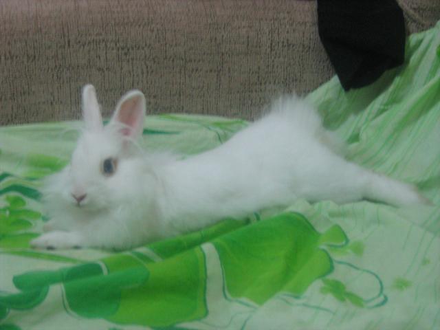 Наши домашние питомцы