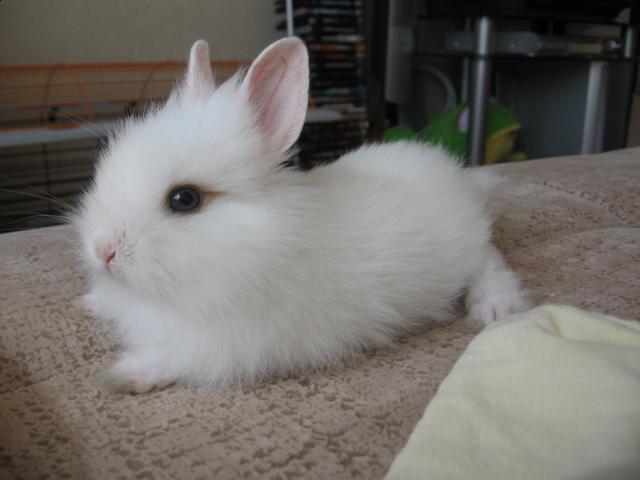 Наши домашние питомцы