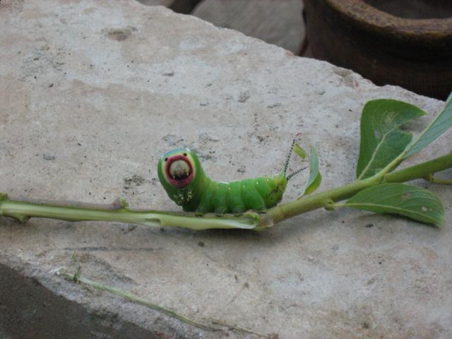 Какое насекомое вы хотели бы видеть в серии?