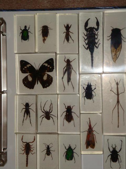 Насекомые и их знакомые 2010 График Выхода и обсуждение