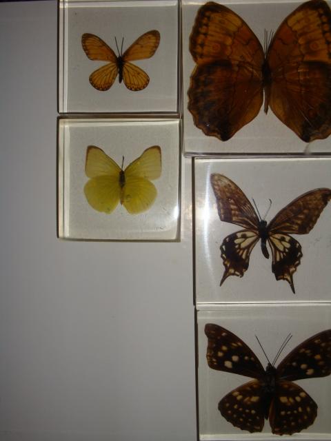 Насекомые и их знакомые 2010 График Выхода и обсуждение