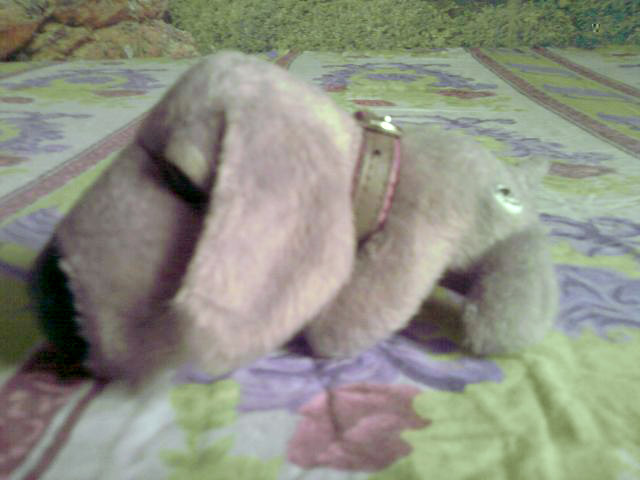 The Dog Collection №16 Веймаранер