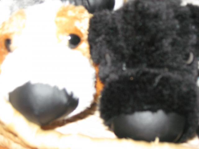 The Dog Collection 2010 - График Выхода и обсуждение