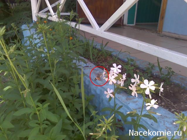 Фото насекомых (не из журнала)