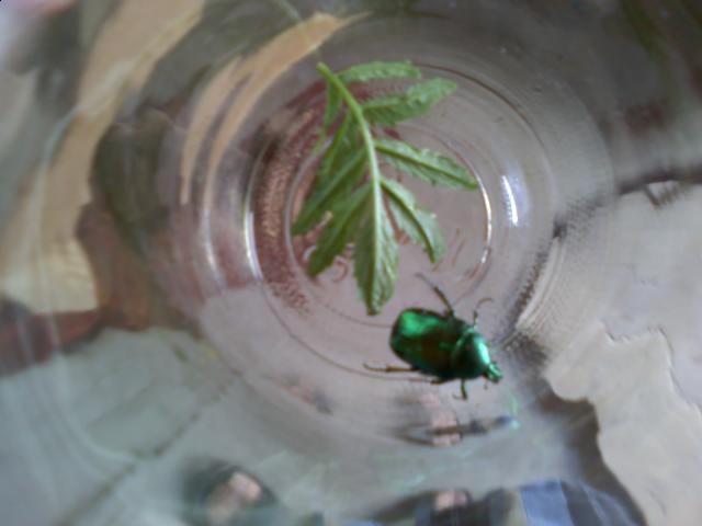 Насекомые №12 Бронзовка (Protaetia sp) фото, обсуждение