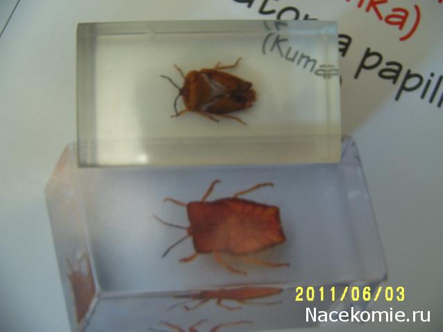 Насекомые и их знакомые 2010 График Выхода и обсуждение