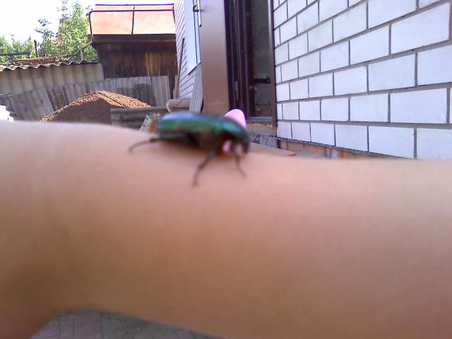 Насекомые №12 Бронзовка (Protaetia sp) фото, обсуждение