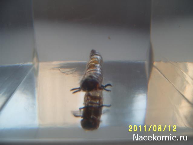 Насекомые №41 Чернотелка зофобас (личинка) (Zophobas) фото, обсуждение