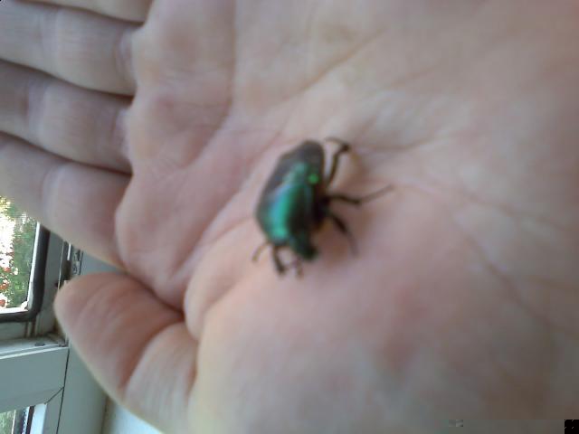 Насекомые №12 Бронзовка (Protaetia sp) фото, обсуждение