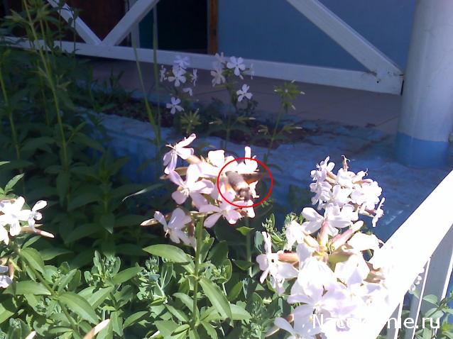 Фото насекомых (не из журнала)