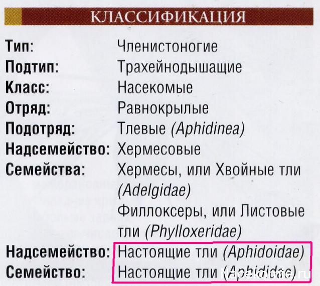 Насекомые и их знакомые 2010 График Выхода и обсуждение