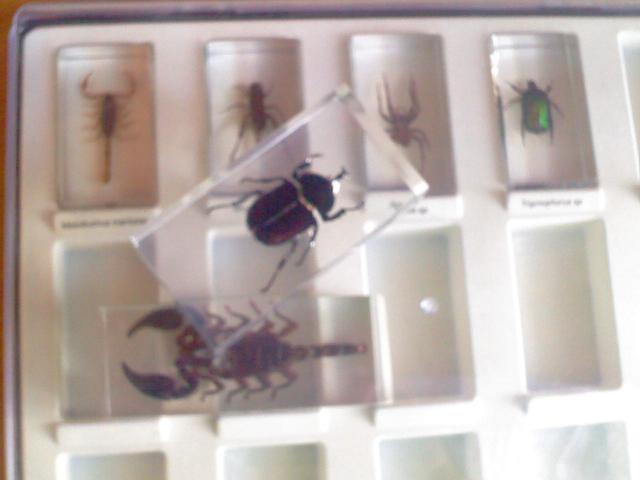 Насекомые в Акриле НЕ из Журнала