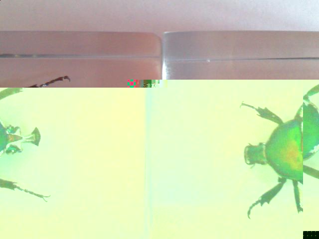 Насекомые №5 Изумрудный Жук (Trigonophorus sp.) Фото