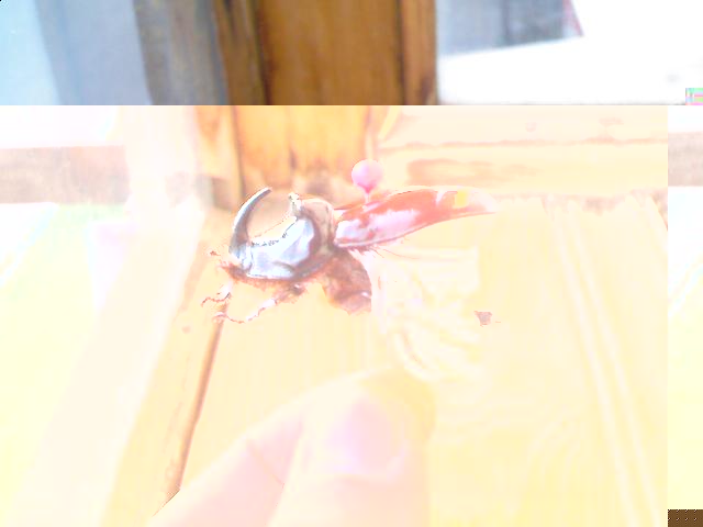 Самостоятельное коллекционирование насекомых