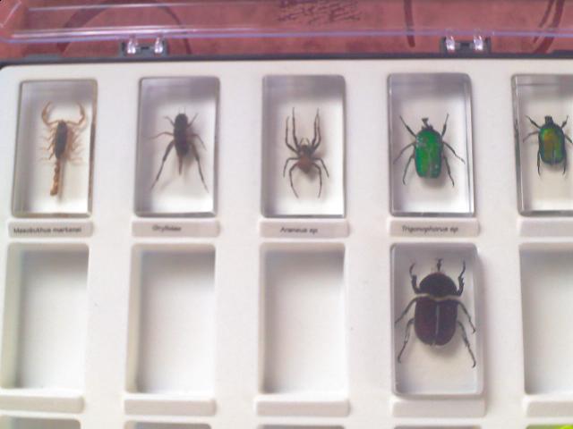 Насекомые в Акриле НЕ из Журнала