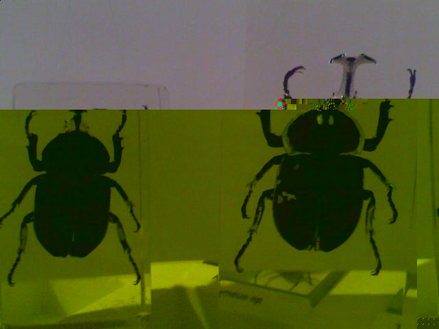 Насекомые в Акриле НЕ из Журнала