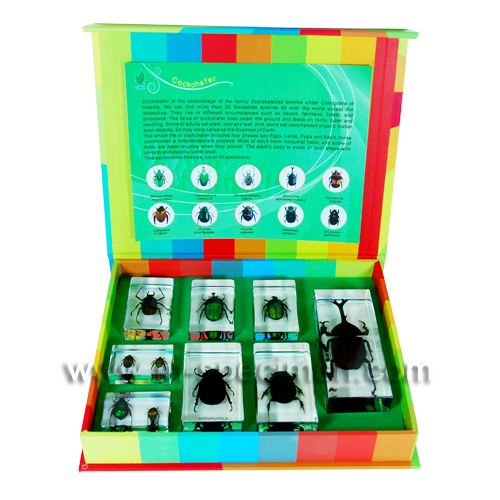 Насекомые в Акриле НЕ из Журнала