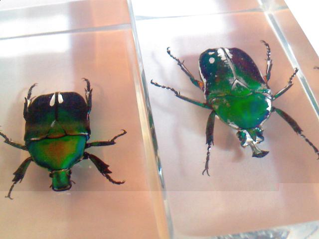 Насекомые №5 Изумрудный Жук (Trigonophorus sp.) Фото