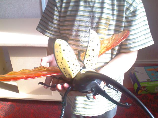 Самостоятельное коллекционирование насекомых