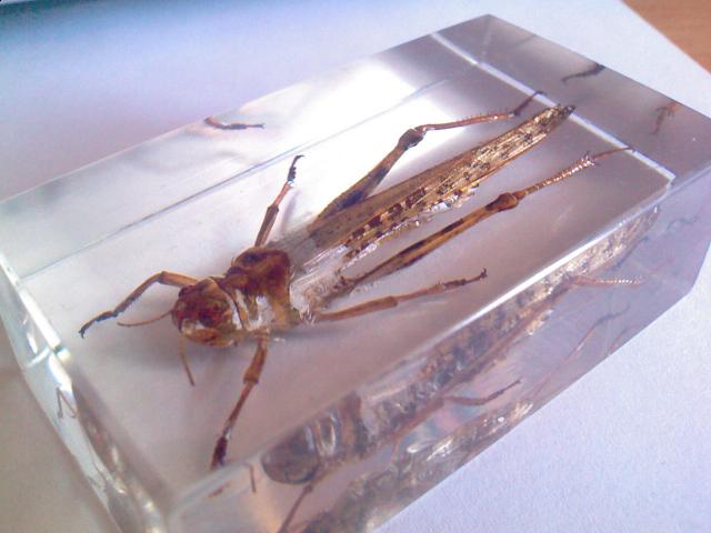 Насекомые №6 Перелетная саранча (Locusta migratoria) фото, обсуждение