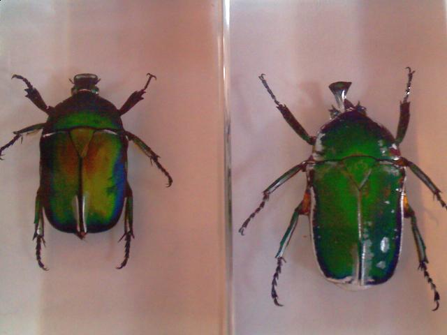 Насекомые №5 Изумрудный Жук (Trigonophorus sp.) Фото