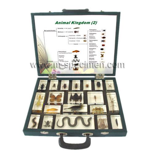 Насекомые в Акриле НЕ из Журнала