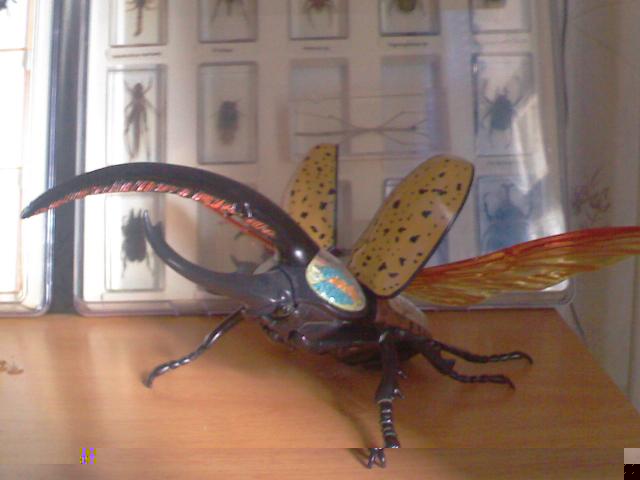 Самостоятельное коллекционирование насекомых