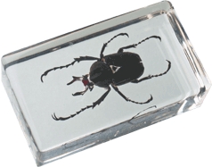 Вопросы по серии Насекомые и их знакомые