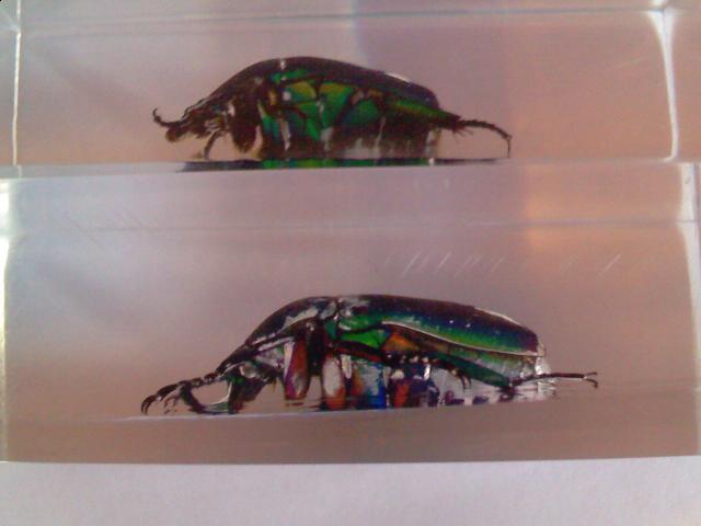 Насекомые №5 Изумрудный Жук (Trigonophorus sp.) Фото