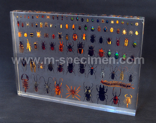 Насекомые в Акриле НЕ из Журнала