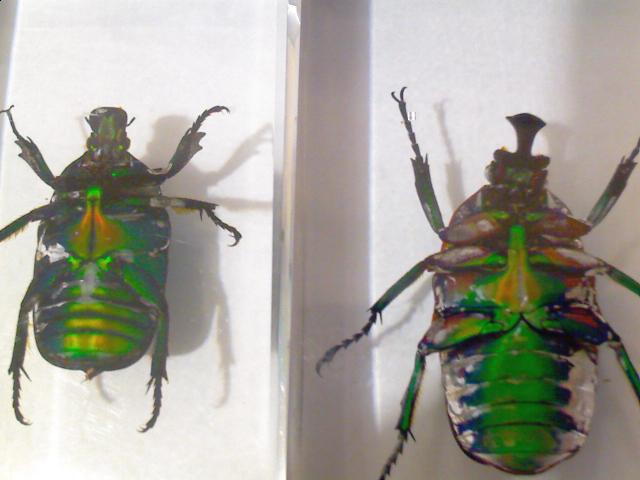 Насекомые №5 Изумрудный Жук (Trigonophorus sp.) Фото