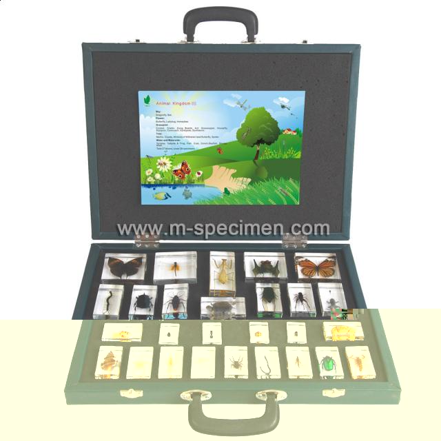 Насекомые в Акриле НЕ из Журнала