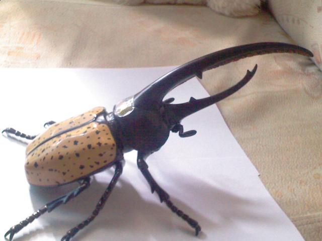 Самостоятельное коллекционирование насекомых