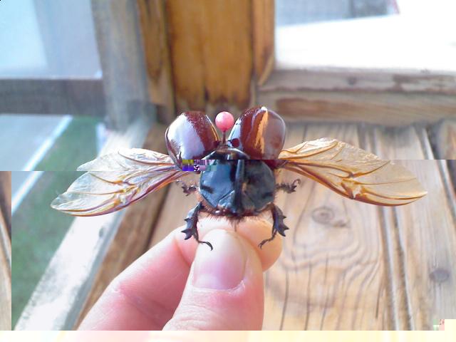 Самостоятельное коллекционирование насекомых