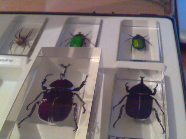 Насекомые в Акриле НЕ из Журнала