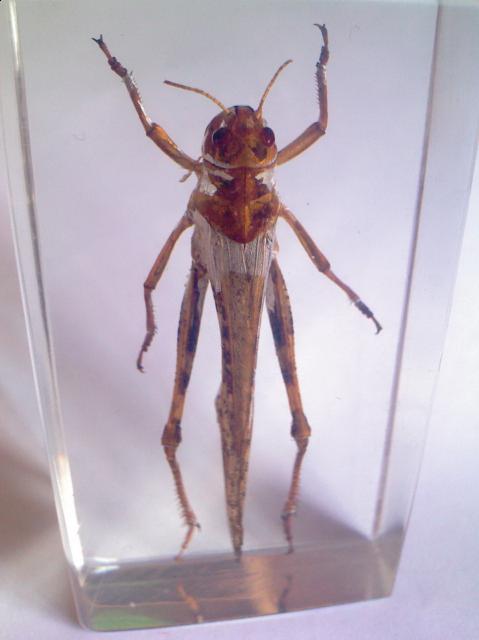 Насекомые №6 Перелетная саранча (Locusta migratoria) фото, обсуждение