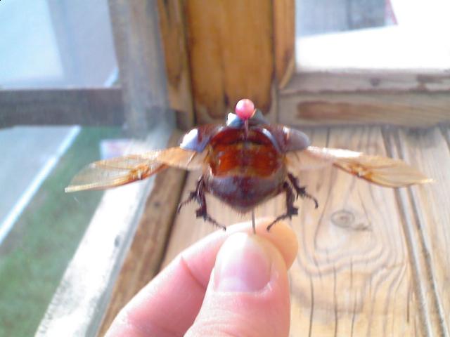 Самостоятельное коллекционирование насекомых