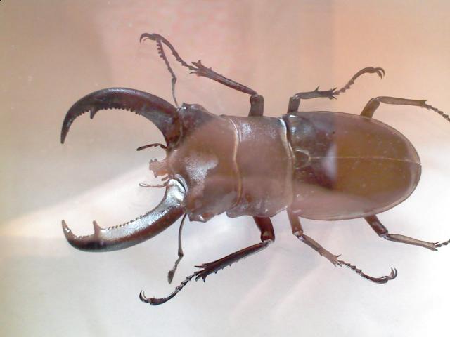 Самостоятельное коллекционирование насекомых