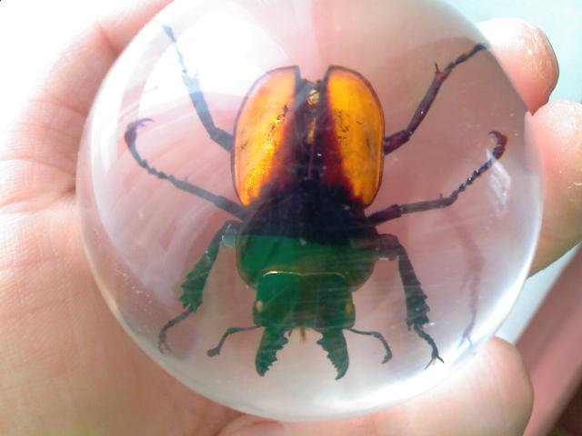 Насекомые в Акриле НЕ из Журнала