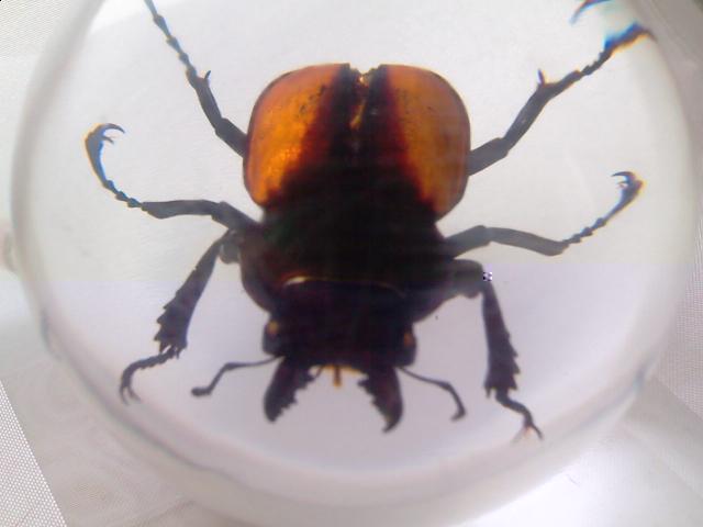 Насекомые в Акриле НЕ из Журнала