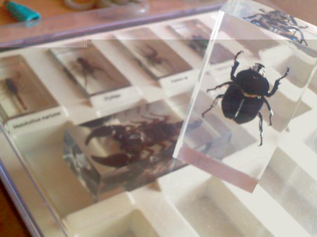 Насекомые в Акриле НЕ из Журнала