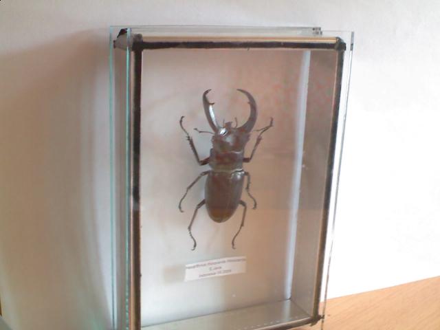 Самостоятельное коллекционирование насекомых